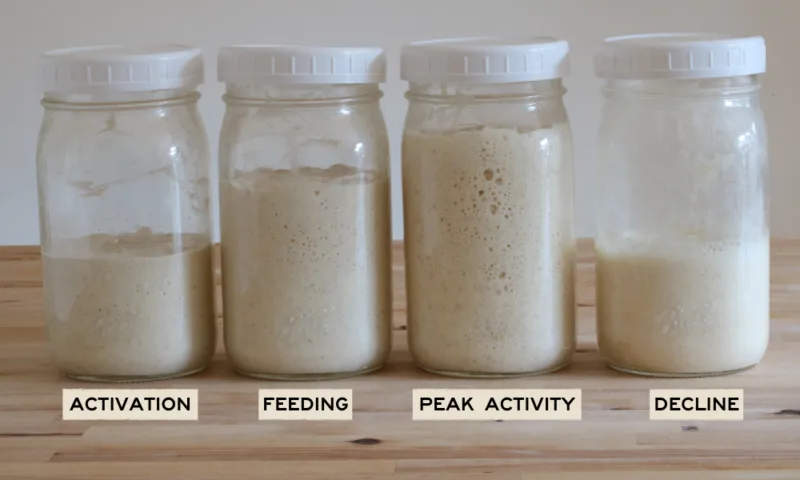Four starter jars showing activation, feeding, peak activity, and decline
